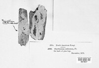 Alloexidiopsis calcea image
